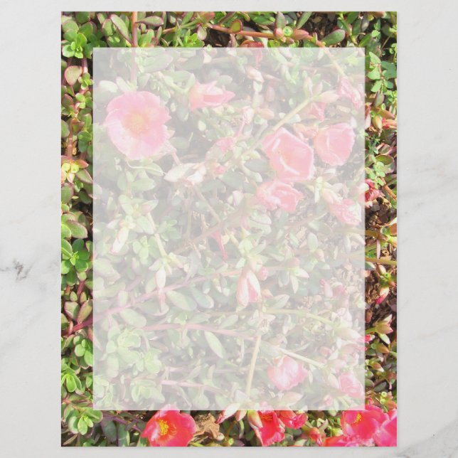 Sedum (Framsida)