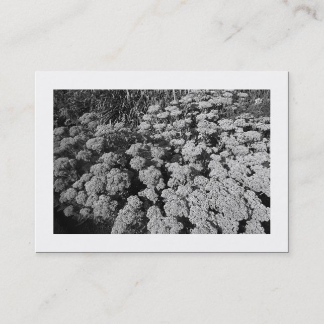 Sedum ’Autumn Joy’ (Borderad) Visitkort (Framsida)