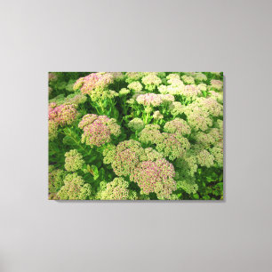 Sedum Autumn Joy Canvastryck