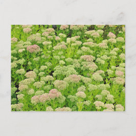 Sedum "Autumn Joy" i vykort för sent i augusti