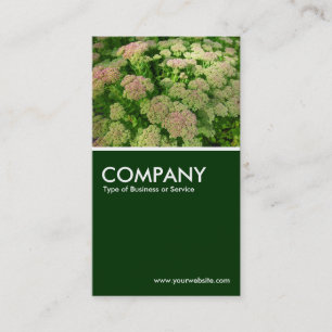 Sedum "Autumn Joy" - Mörk grönt Visitkort