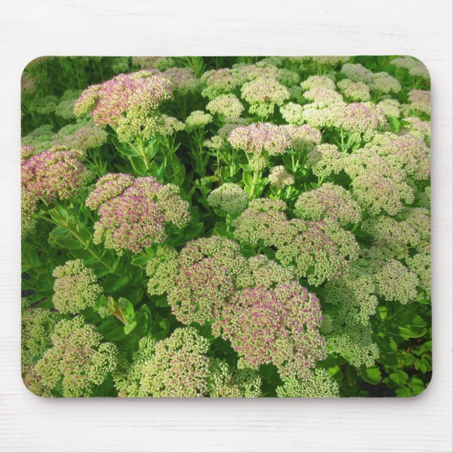 Sedum "Autumn Joy" Musmatta (Framsidan)