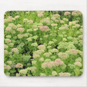 Sedum "Autumn Joy" Musmatta