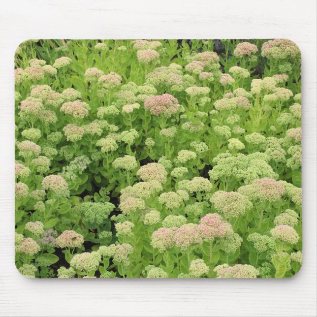 Sedum "Autumn Joy" Musmatta (Framsidan)
