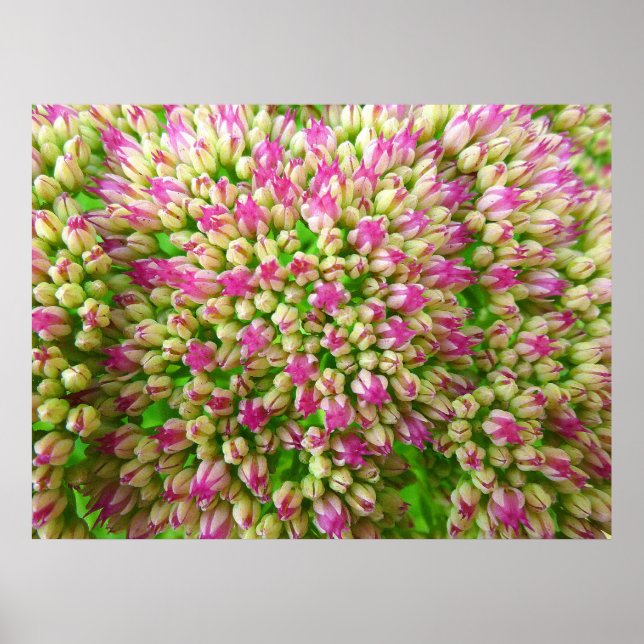 Sedum Autumn Joy Poster (Framsidan)