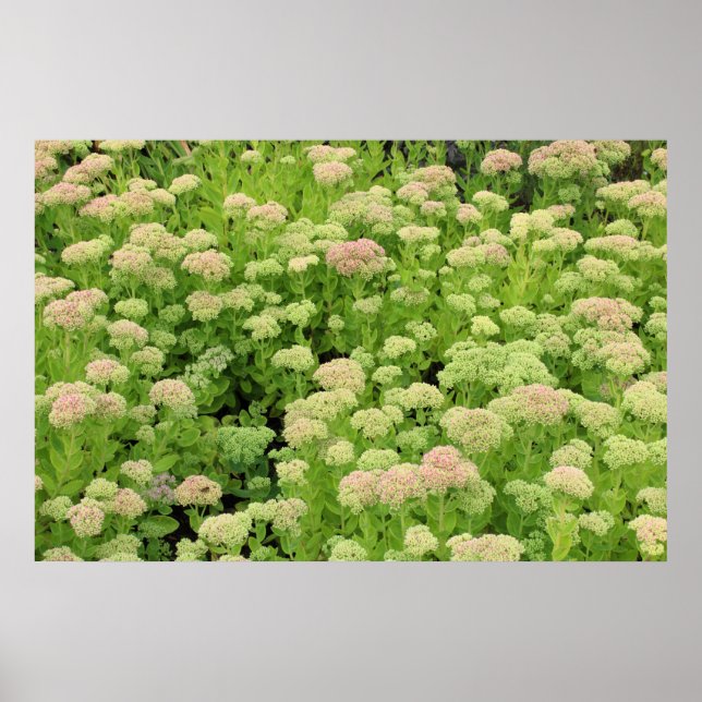 Sedum Autumn Joy Poster (Framsidan)