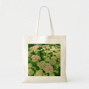 Sedum Autumn Joy Tygkasse