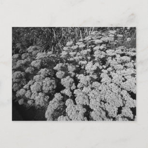 Sedum Autumn Joy Vykort
