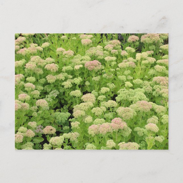 Sedum Autumn Joy Vykort (Framsida)