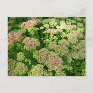 Sedum Autumn Joy Vykort