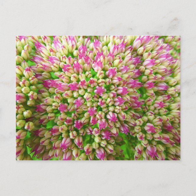 Sedum Autumn Joy Vykort (Framsida)