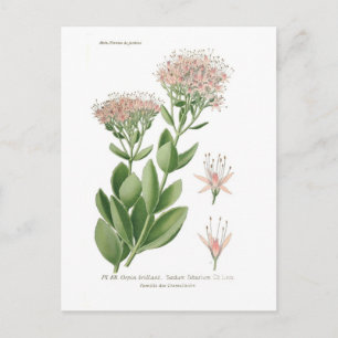 Sedum fabarium vykort