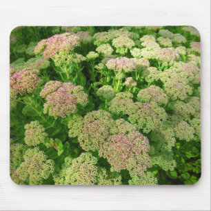 Sedum "Högre hörn" Musmatta