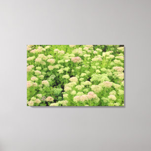 Sedum (höst Joy) Canvastryck