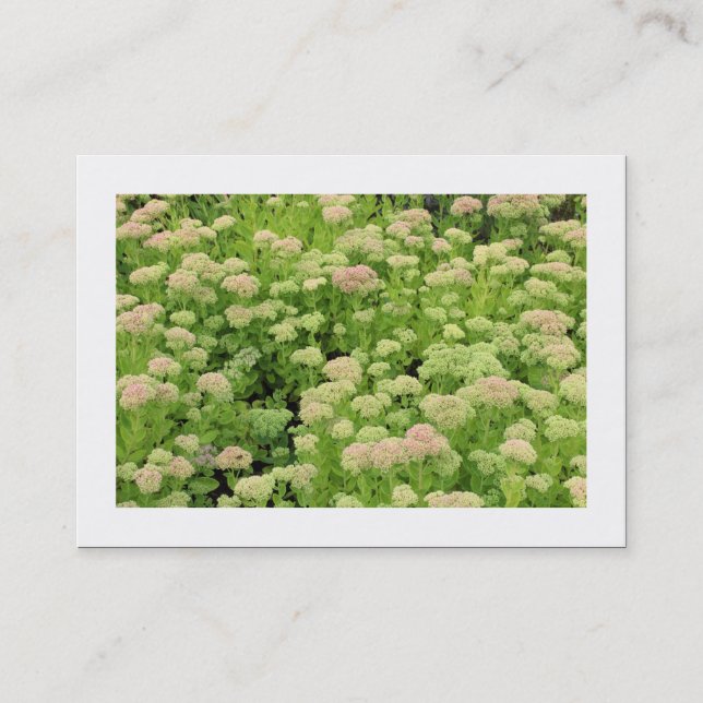 Sedum (höst Joy) (kantad) Visitkort (Framsida)