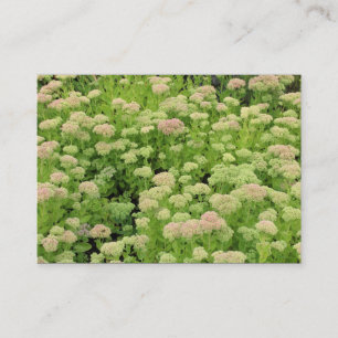 Sedum (höst Joy) Visitkort