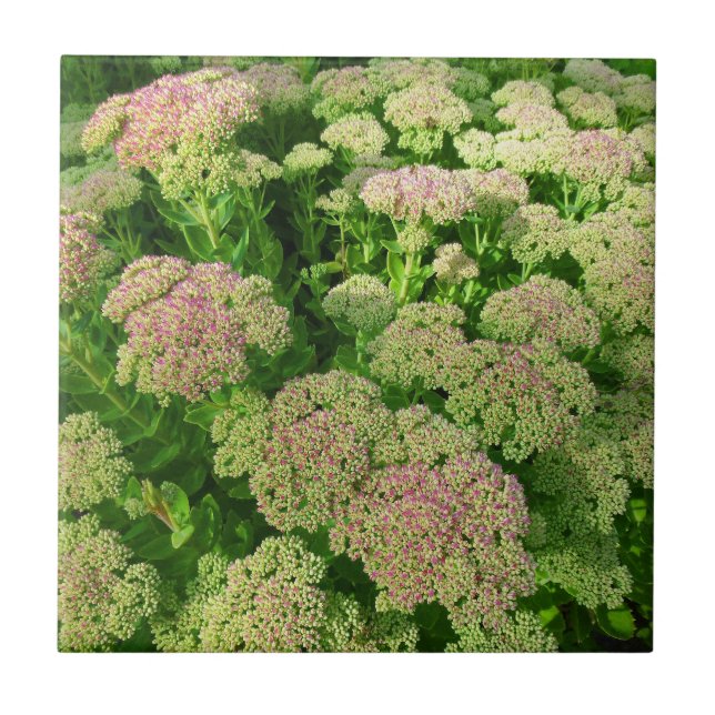 Sedum "höstglädje ", kakelplatta (Framsidan)