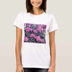 Sedum höstglädje tee