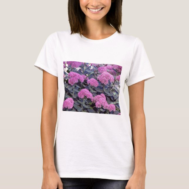 Sedum höstglädje tee (Framsida)