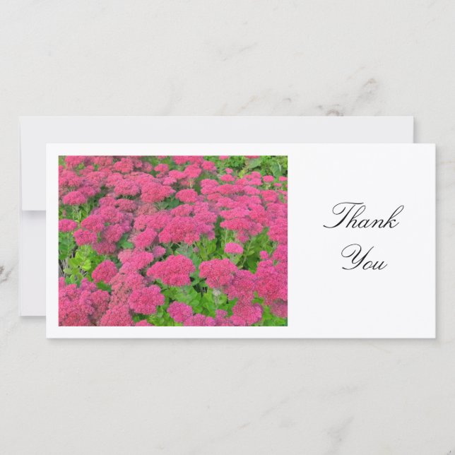 Sedum (Höstglädjen) - Tack (Framsida)