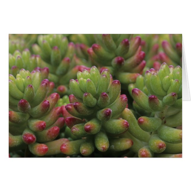 Sedum Plant, Arizona-Sonora Desert Museum Hälsningskort (Framsidan Horizontal)