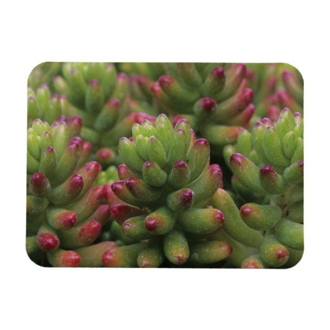 Sedum Plant, Arizona-Sonora Desert Museum Magnet (Horisontell)