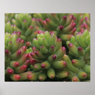 Sedum Plant, Arizona-Sonora Desert Museum Poster