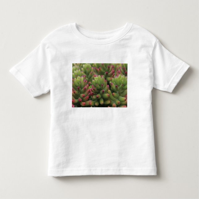 Sedum plant, Arizona-Sonora Desert Museum T-shirt (Framsida)