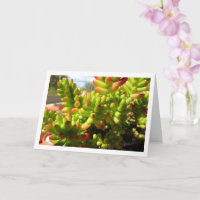 Sedum Rubrotinctum, Sukkulent Jelly Bean-växt