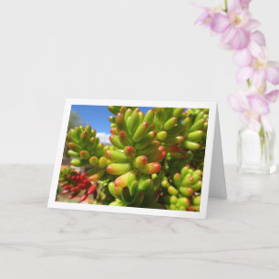 Sedum Rubrotinctum, Sukkulent Jelly Bean-växt Kort