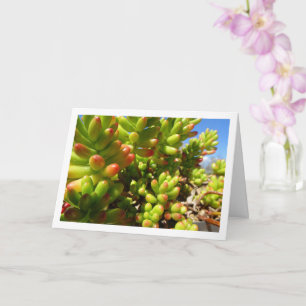 Sedum Rubrotinctum, Sukkulent Jelly Bean-växt Kort
