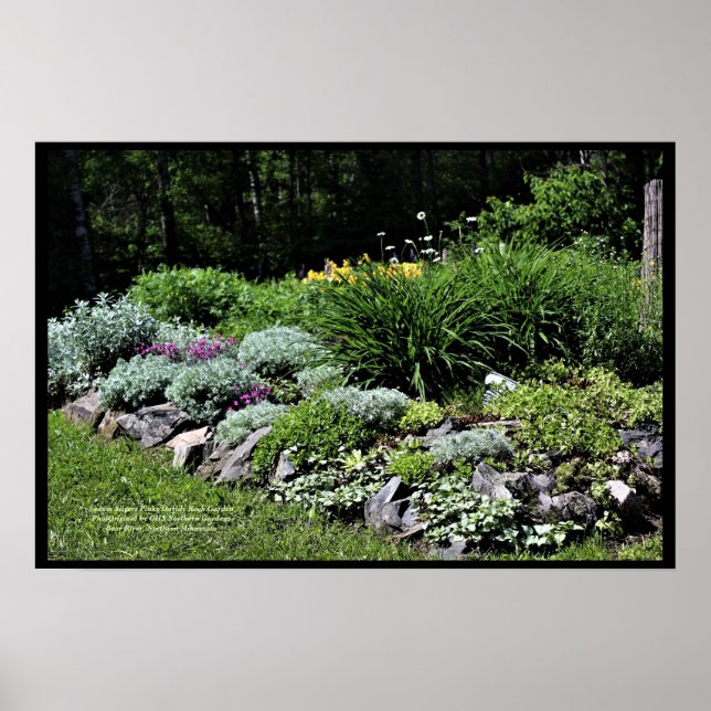 Sedum Silvers Pinks Sten Garden Poster (Framsidan)