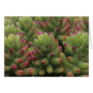 Sedum-växt, Arizona-Sonora Desert Museum, Hälsningskort