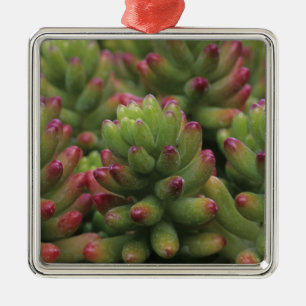 Sedum-växt, Arizona-Sonora Desert Museum, Julgransprydnad Metall