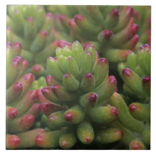 Sedum-växt, Arizona-Sonora Desert Museum, Kakelplatta