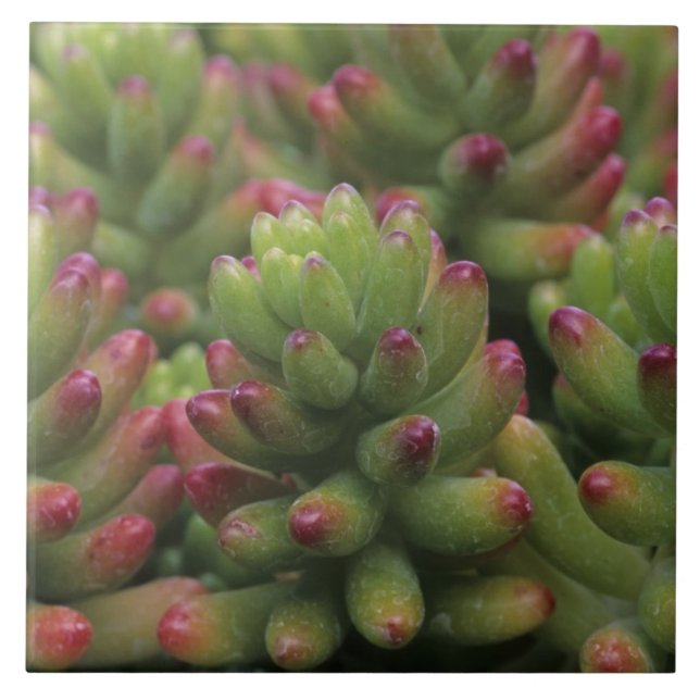 Sedum-växt, Arizona-Sonora Desert Museum, Kakelplatta (Framsidan)