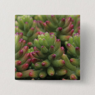 Sedum-växt, Arizona-Sonora Desert Museum, Knapp