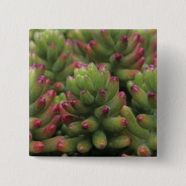 Sedum-växt, Arizona-Sonora Desert Museum, Knapp (Framsida)