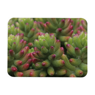 Sedum-växt, Arizona-Sonora Desert Museum, Magnet