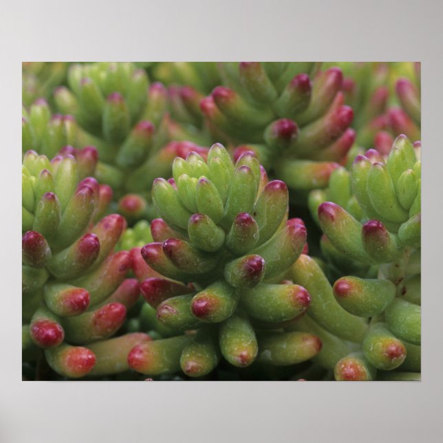 Sedum-växt, Arizona-Sonora Desert Museum, Poster (Framsidan)