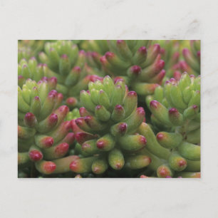 Sedum-växt, Arizona-Sonora Desert Museum, Vykort
