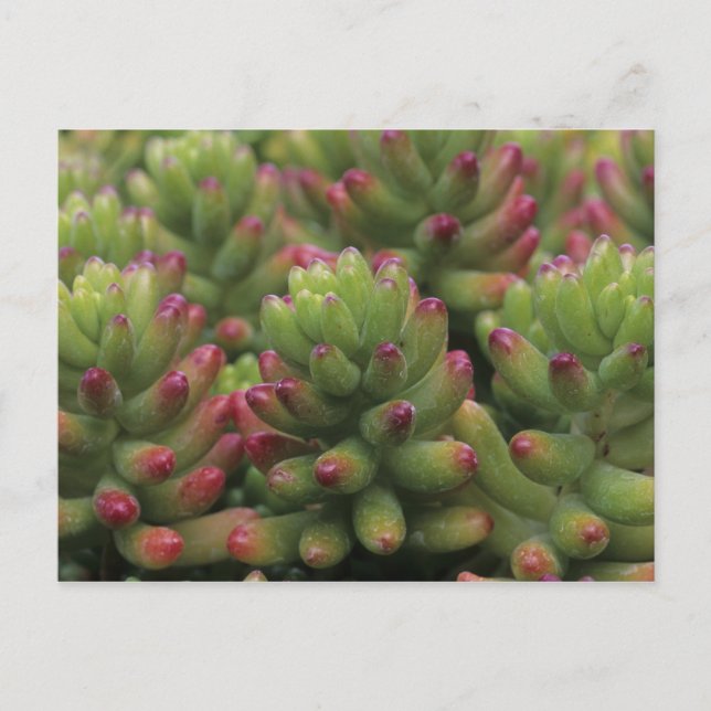 Sedum-växt, Arizona-Sonora Desert Museum, Vykort (Framsida)