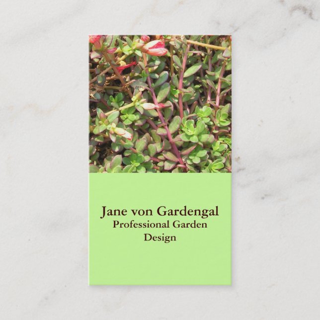 Sedum Visitkort (Framsida)