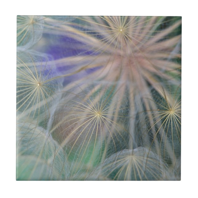 Seed Head Design | Gennesse, Idaho Kakelplatta (Framsidan)