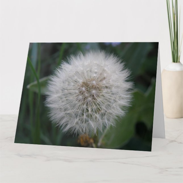 Seeding Dandelion Flower Giant Greeting Card Kort (Framsida)