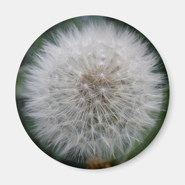 Seeding Dandelion Flower Magnet (Framsidan)