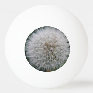 Seeding Dandelion Flower Ping Pong Boll