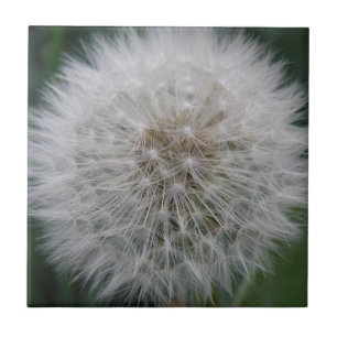 Seeding Dandelion Flower Tile Kakelplatta