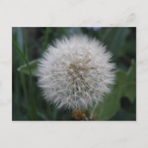 Seeding Dandelion Flower vycard Vykort