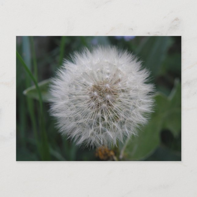 Seeding Dandelion Flower vycard Vykort (Framsida)